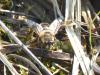 Eristalis tenax